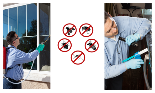 Pest control in Abu Dhabi